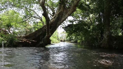 Close up of a calm river flowing in the jungle of Veracruz, Mexico