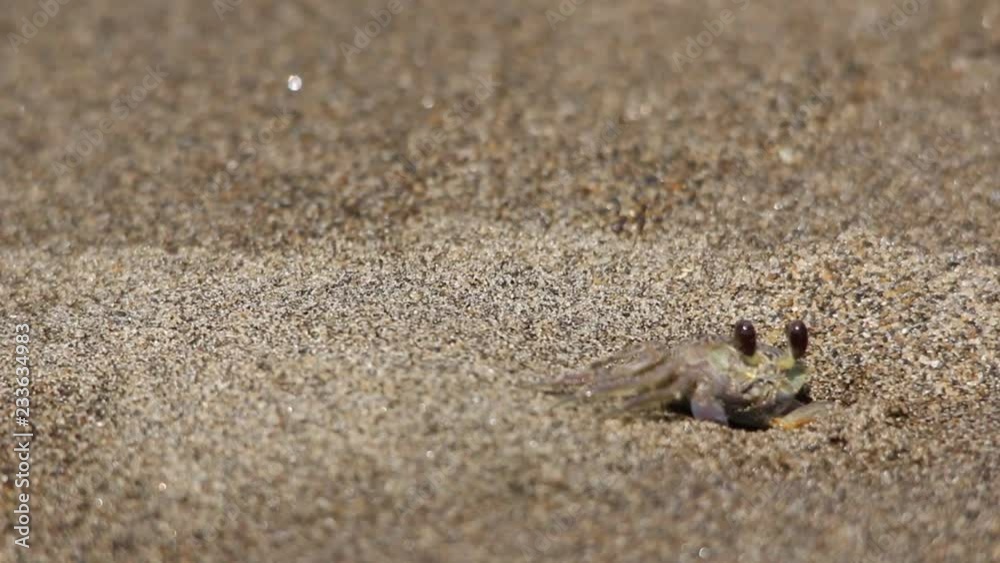 Sand crabs walking around tunnels and pits, beach ecosystem, Veracruz, mexico Sand crabs walking around tunnels and pits, beach ecosystem, Veracruz, mexico