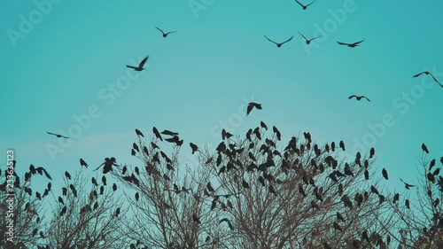 flock of lifestyle birds crows blue sky autumn taking off from a tree. a flock of crows black bird dry tree . birds ravens in the sky. a flock of crows concept