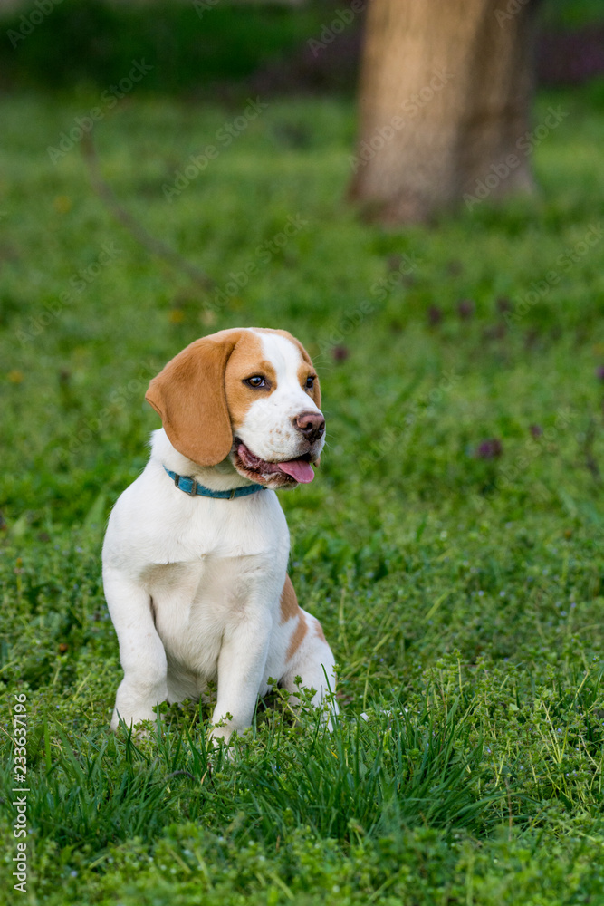 Beautiful beagle dog on the green grass Beautiful beagle dog on the green grass