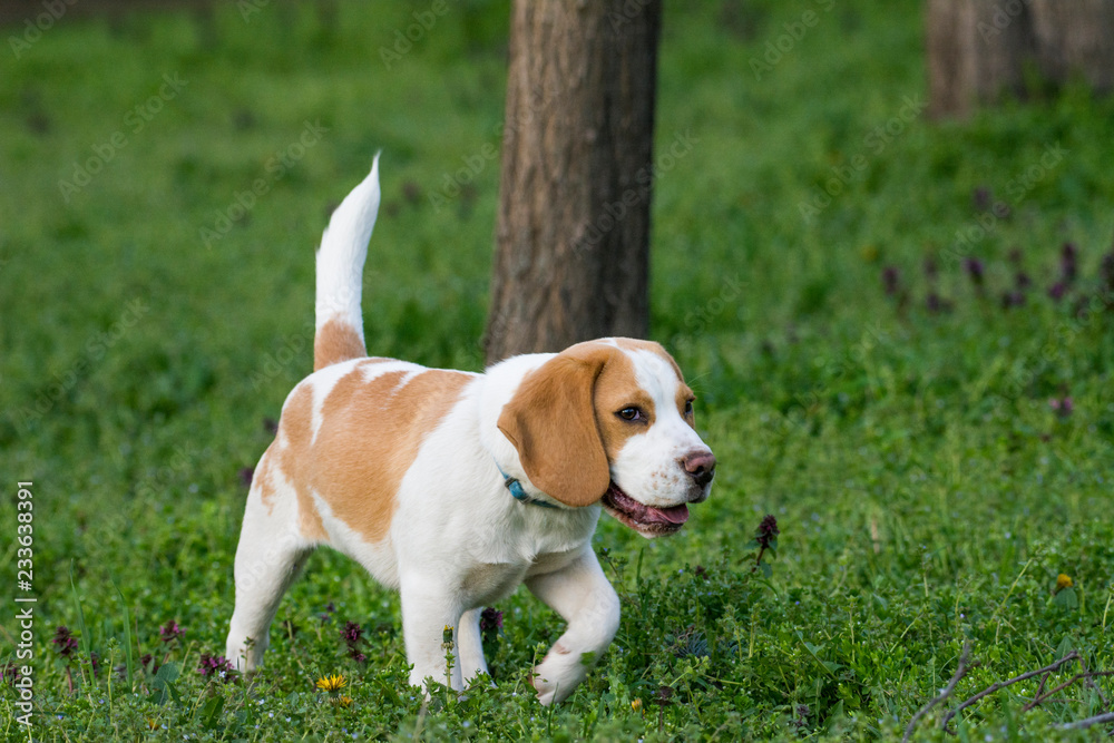 Beautiful beagle dog on the green grass