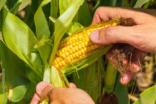 Corn cob in farmer hands while working on agricultural field, closeup photo