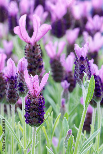 Fototapeta Naklejka Na Ścianę i Meble -  Close up of purple flowers of Lavandula Stoechas 'Anouk' (French Lavender or Butterfly Lavender)