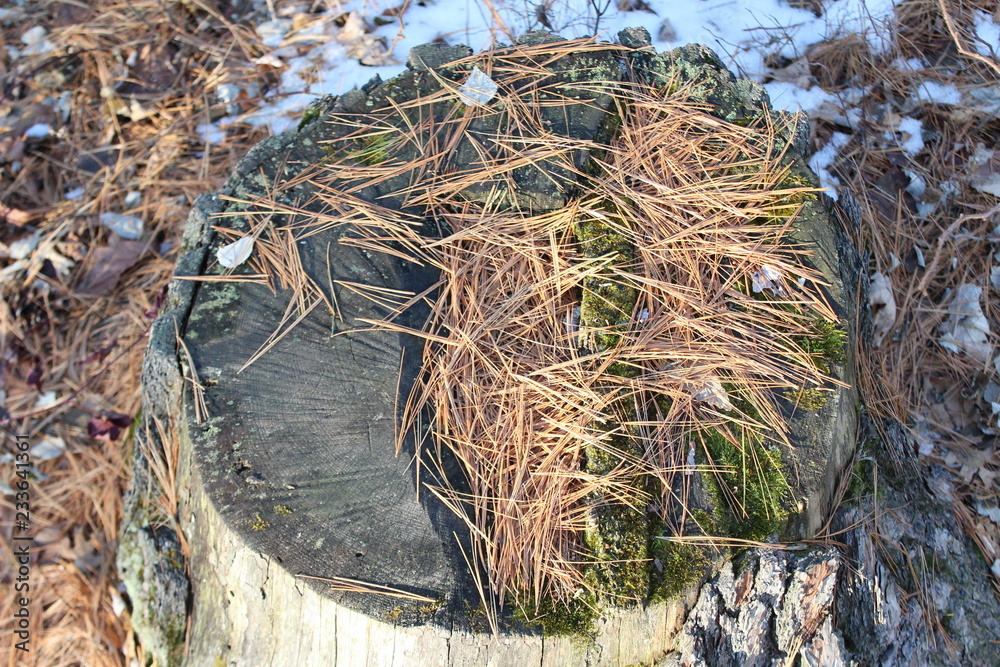 Obraz premium mossy stump with pine needles