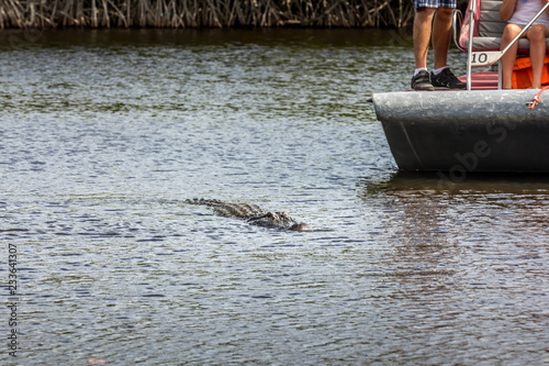 Alligator and a boat in the Everglades