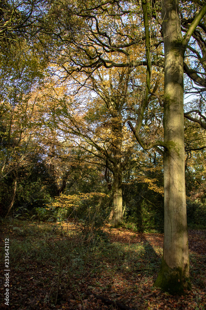 Autumn color in an ancient Yorkshire wood