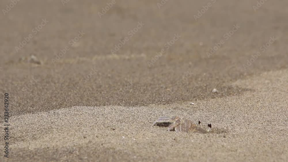 Sand crabs walking around tunnels and pits, beach ecosystem, Veracruz, mexico Sand crabs walking around tunnels and pits, beach ecosystem, Veracruz, mexico