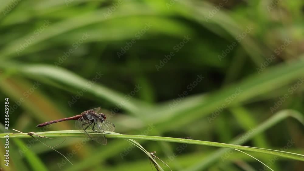 Wild dragonfly resting on a twig before hunting Wild dragonfly resting on a twig before hunting