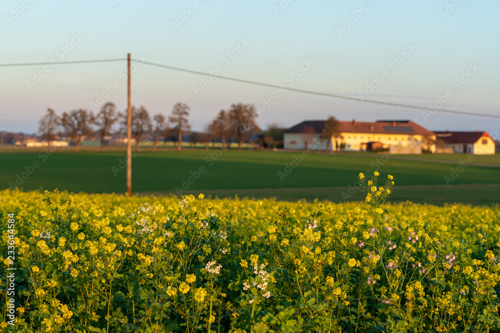 Rapsfeld mit Strommast, im Bokeh ein Bauernhof mit Bäumen im November bei tiefstehender Sonne