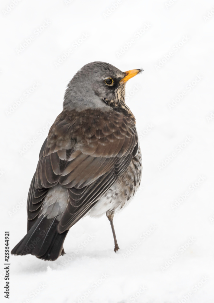 Fototapeta premium Winter Visitor - Fieldfare in the Snow