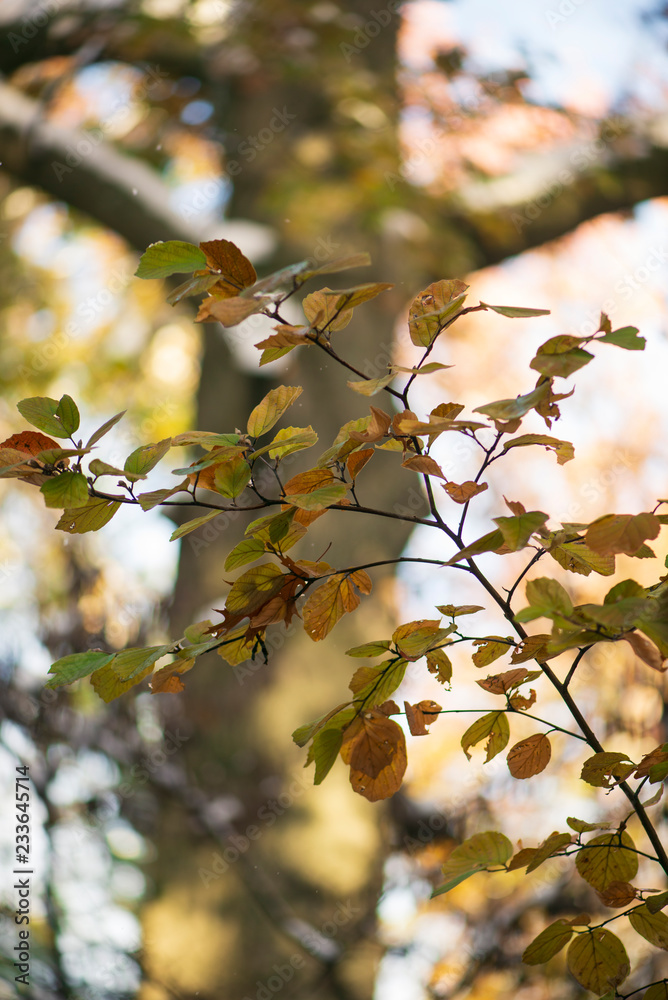 Gorgeous glowing golden and green fothergilla leaves and branches with a huge oak tree in the background