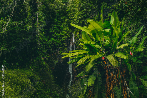 Beautiful waterfall tree in Costa Rican raindforest © elpo11o
