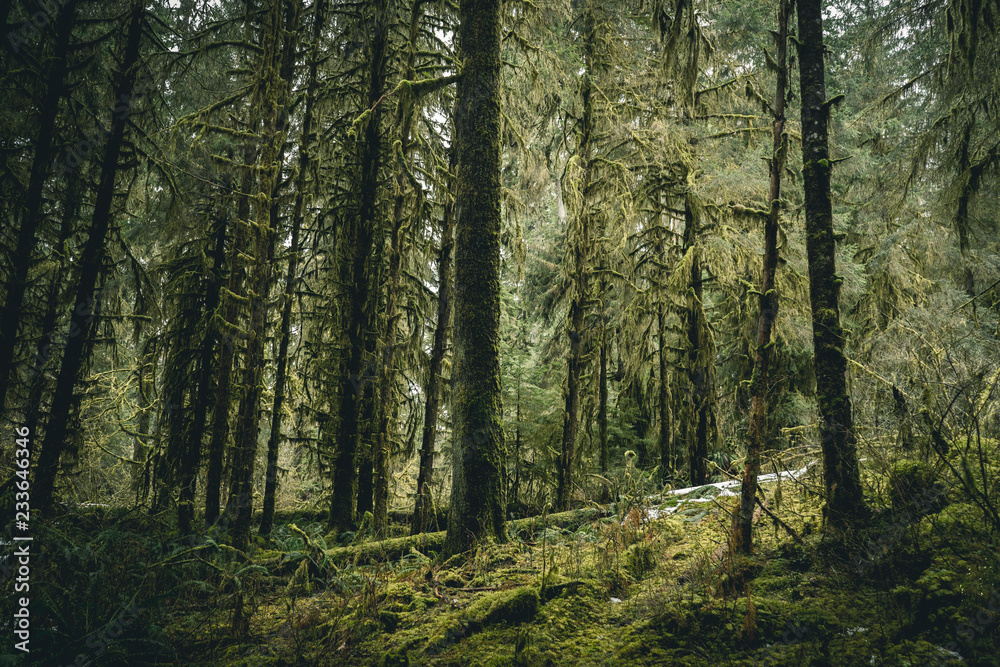 Obraz premium Olympic National Park