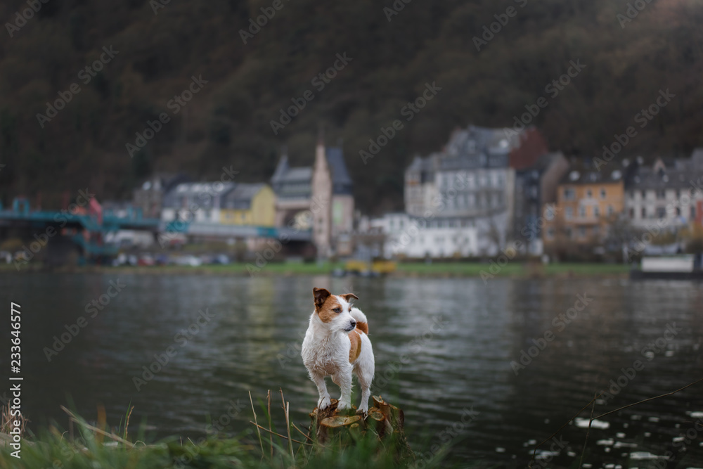 Fototapeta premium dog on the promenade in the city. Travel and rest with a pet. Jack Russell Terrier in nature.