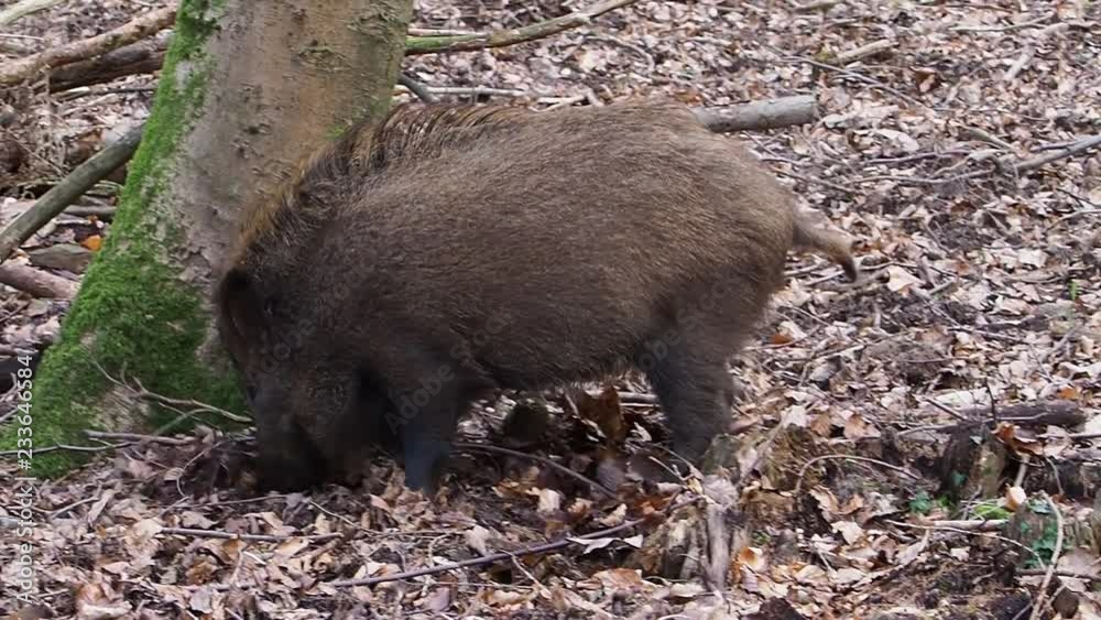 Wild boar, Sus scrofa, single animal, Forest of Dean, Gloucestershire, February 2018