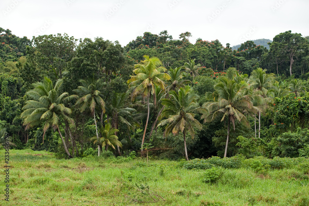 Nature landscape, Fiji
