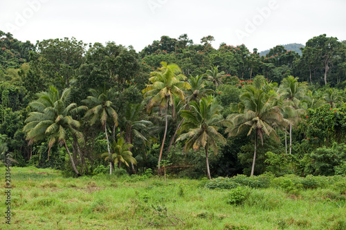Nature landscape  Fiji
