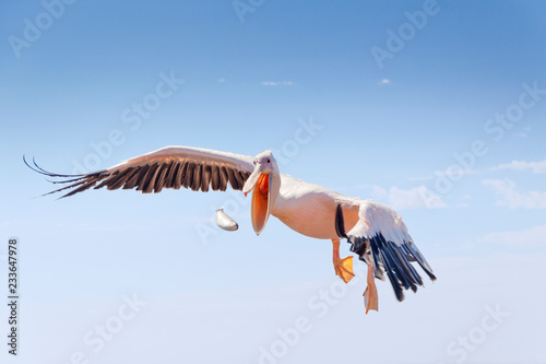 Pelican catching fish against sky