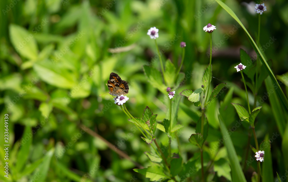 Phaon Crescent Butterfly Phaon Crescent Butterfly