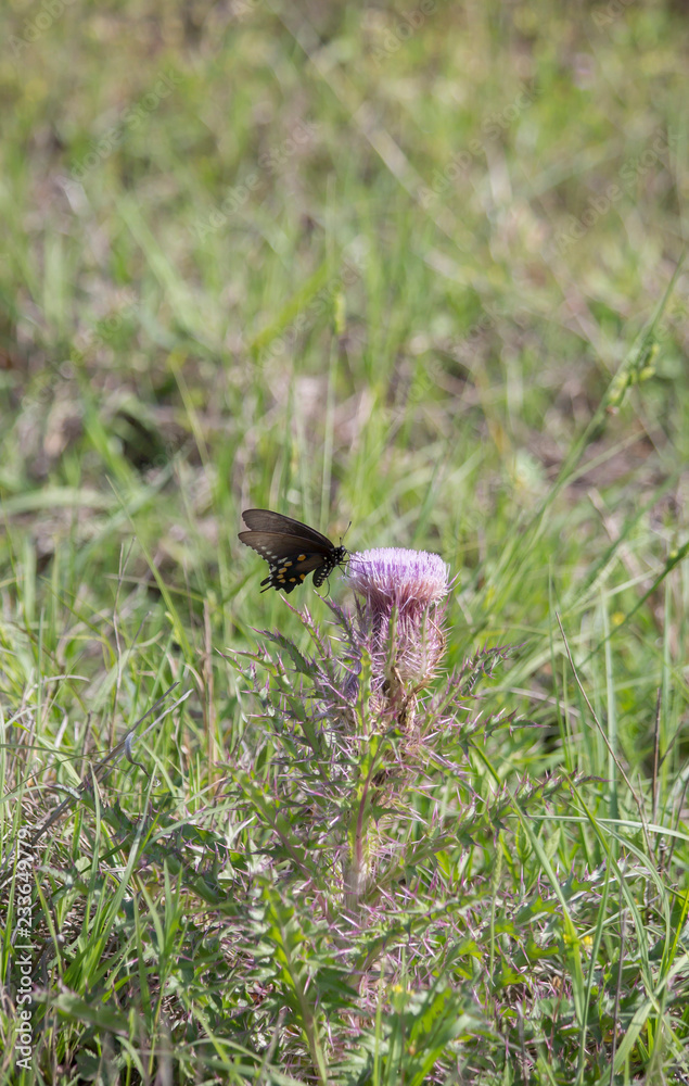 Swallowtail Butterfly on Thistle Swallowtail Butterfly on Thistle