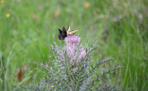 Swallowtail Butterflies on Thistle © Brandy McKnight
