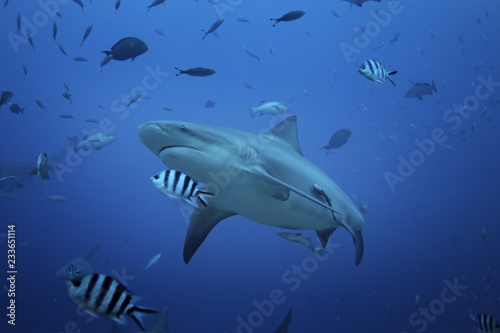 bull shark, carcharhinus leucas, Beqa lagoon, Fiji © prochym