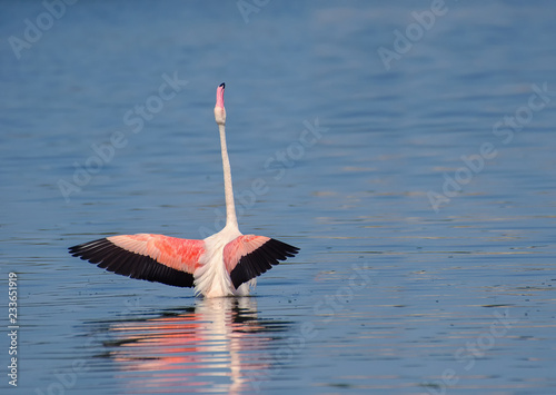 flamingo stretching body in leisure photo