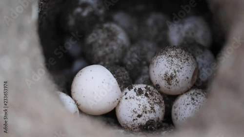 Unhatched Turtle Eggs