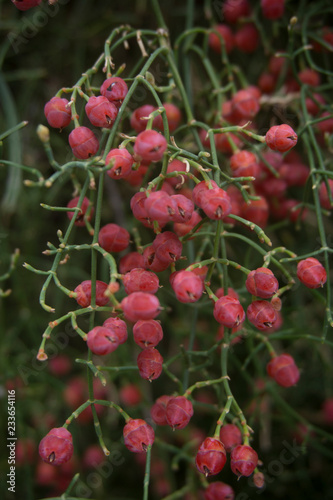 Ephedra altissima - frutti