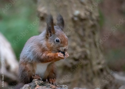 Red Squirrel