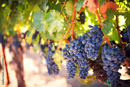 Bilde på lerret Close-up of grapes growing on vineyard