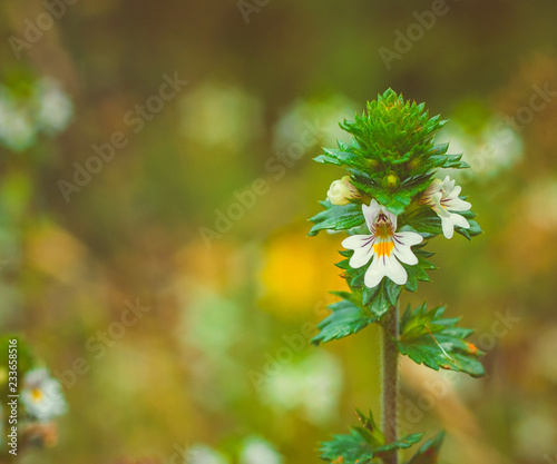 Eyebright