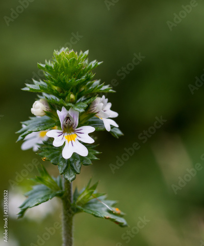 Eyebright
