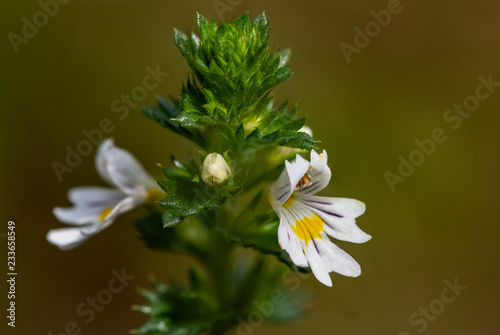 Beautiful little flower - Eyebright (Euphrasia officinalis). Photo taken in Ireland. Co Louth
