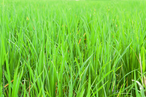 farm rice field