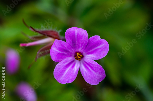 Geranium robertianum, commonly known as herb-Robert, red robin, death come quickly, storksbill, fox geranium, stinking Bob, squinter-pip, crow's foot, or Roberts geranium+