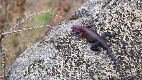 A Beautiful Mwanza Flat Headed Rock Agama Lizard on a Rock in the Serengeti, Tanzania photo