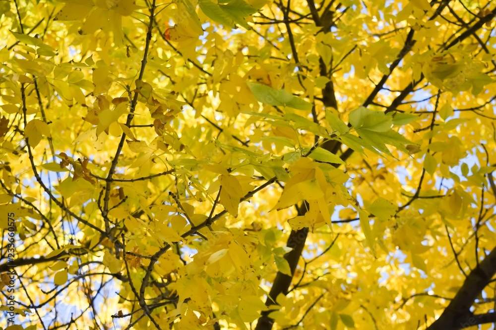 Yellow leafs in fall III Yellow leafs in fall III