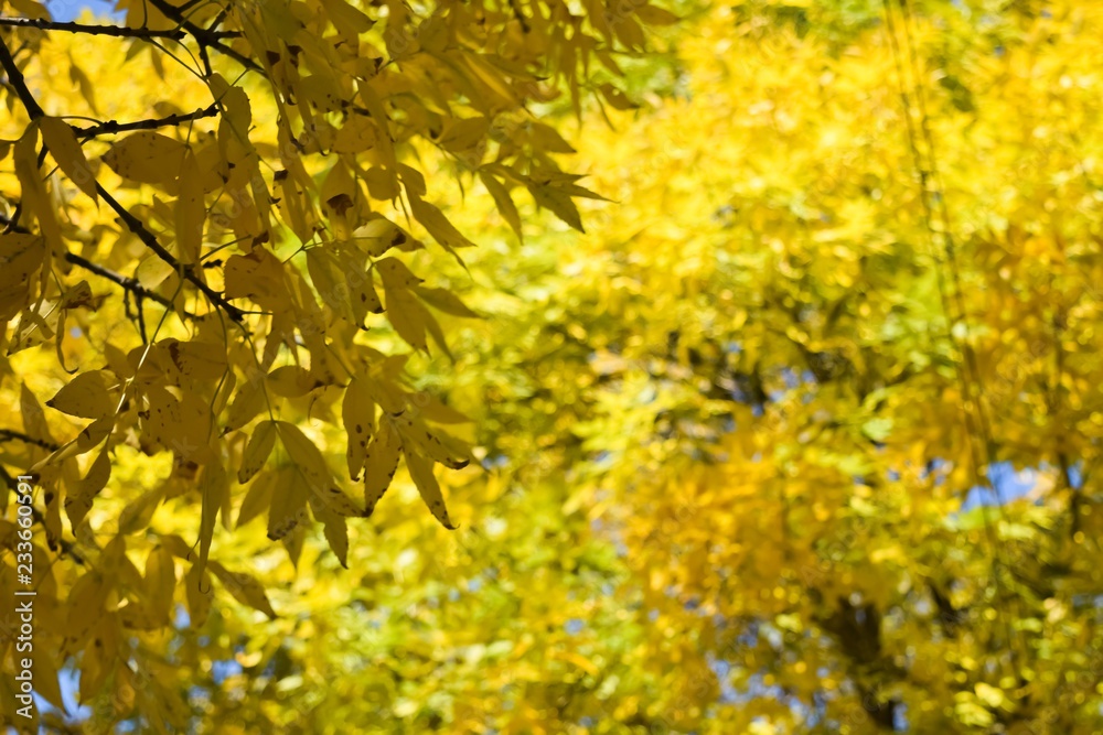 Yellow leafs in Fall II Yellow leafs in Fall II