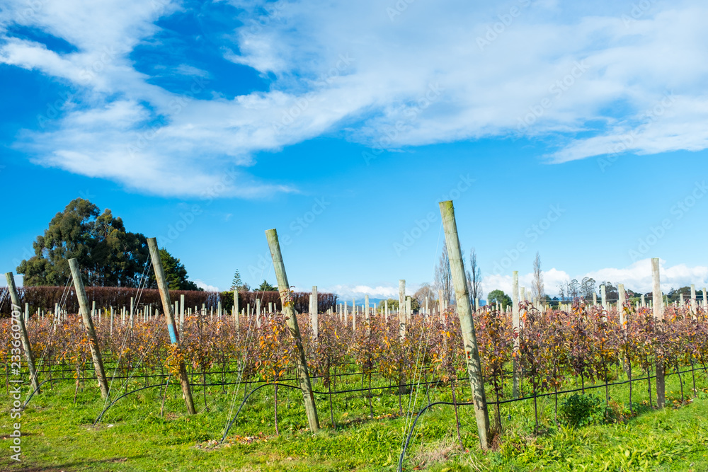 Apple orchard in the daytime with blue sky. Apple trees in the rows.