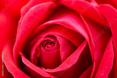 Macro  close up  photo of pink  red  rose