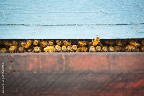 Fotografía Honey bees in container