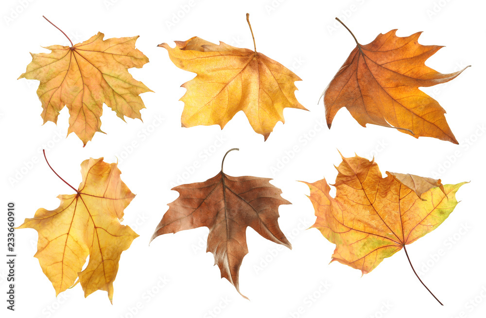 Obraz premium Set of autumn dried leaves on white background