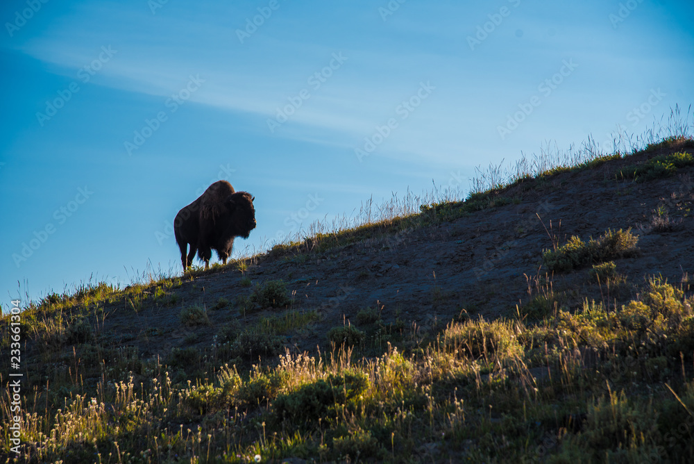 Silhouette of a bison on a hill at Yellowstone National Park Silhouette of a bison on a hill at Yellowstone National Park