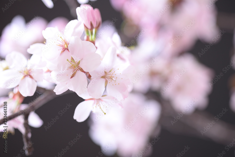 Fototapeta premium 桜のクローズアップ