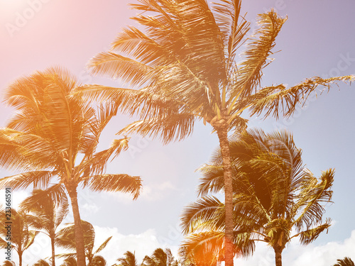 Low angle view of palm trees against sky on sunny day