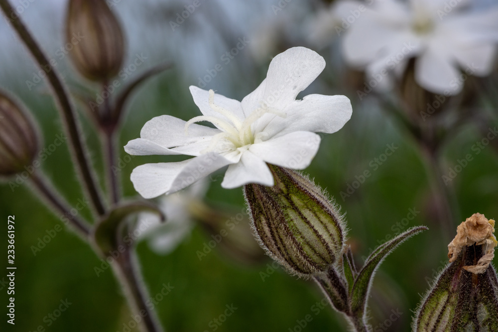Obraz premium White Campion