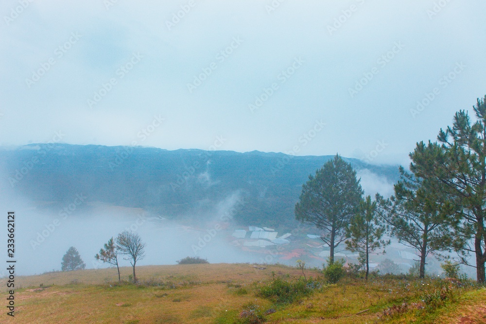 Pine forest, highland Da Lat city fog in the morning in Langbiang