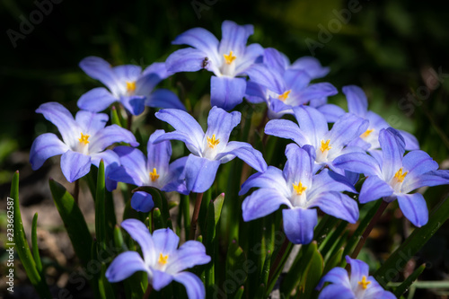 Some Glory-of-the-snow flowers (Chionodoxa luciliae) in spring photo
