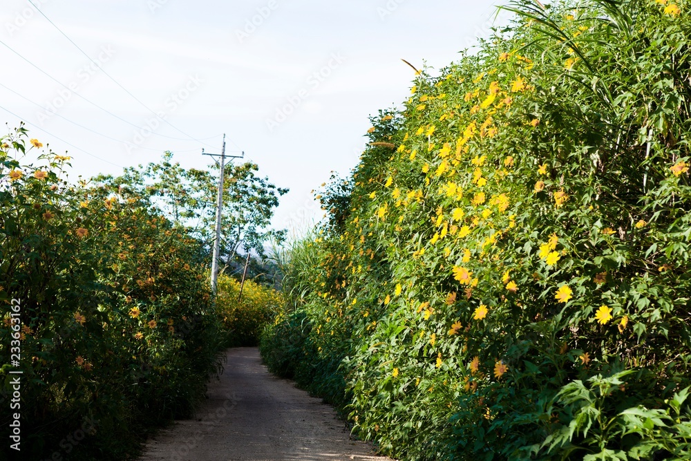Fototapeta premium Vietnamese countryside with wild sunflower bloom in yellow along street, Dalat is city for travel, with beauty landscape, beauty village, wild flower